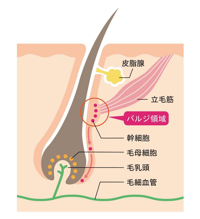 頭皮の下の毛根周りの様子